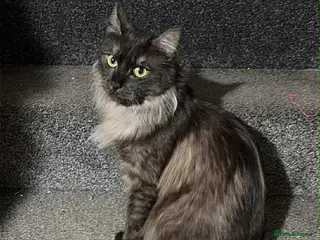 Maine Coon cats Adorable Maine coons kittens available - Advert 15