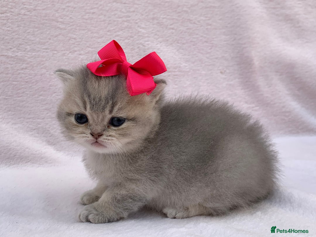 British Shorthair cats for sale: 💕Pedigree GCCF blue golden British shorthair - Image 22