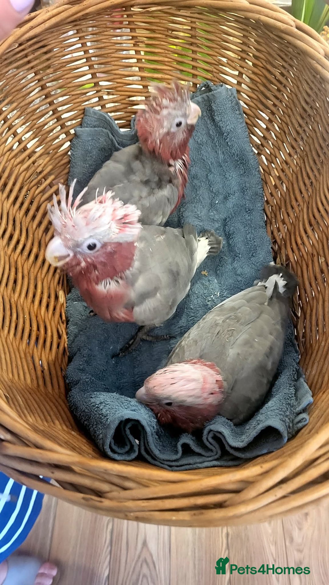 Cockatoo birds for sale: Galah cockatoos babies DNA tested  - Advert 6