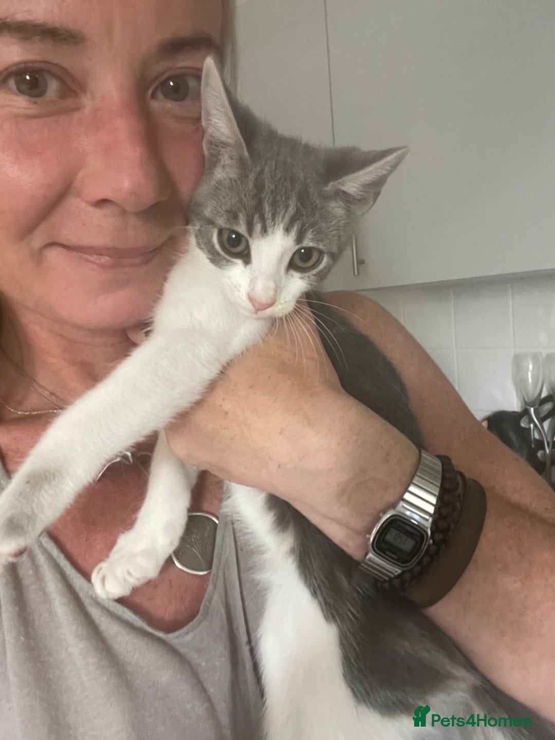 Bengal cats for sale: Two Bengal Cross kittens male and female - Image 1
