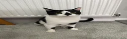 Mixed Breed cats for sale: Beautiful Calm Black & White Male Cat 1.5 year old in Havant - Advert 5