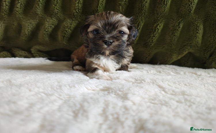 Lhasa Apso dogs - Advert 2