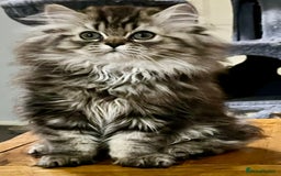 British Longhair cats for sale: 3 Adorable British Longhair x Persian Kittens  - Image 8