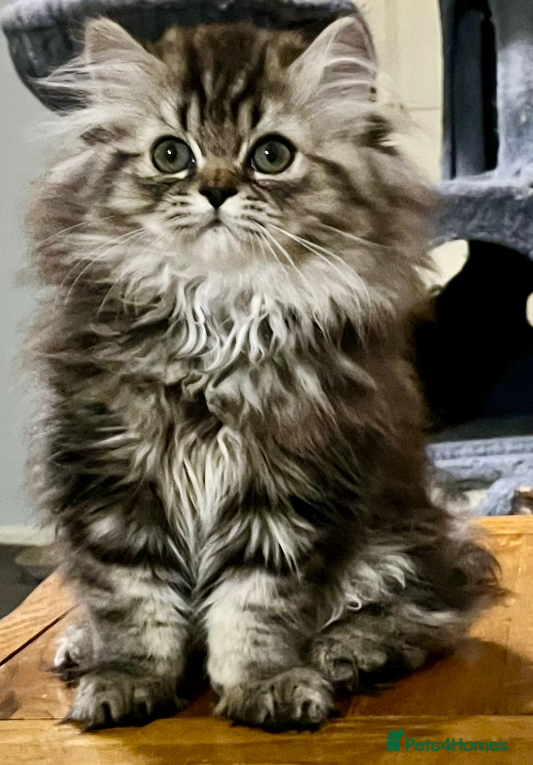 British Longhair cats for sale: 3 Adorable British Longhair x Persian Kittens  - Image 8