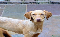 Hungarian Vizsla dogs for sale: Meet My Darling Sofie our Charming Girl  - Image 2