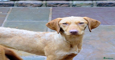 Hungarian Vizsla dogs - Advert 5