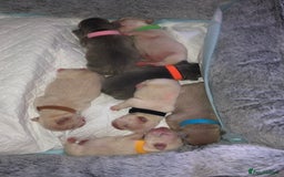 French Bulldog dogs for sale: French bulldog puppies in Manchester - Image 2