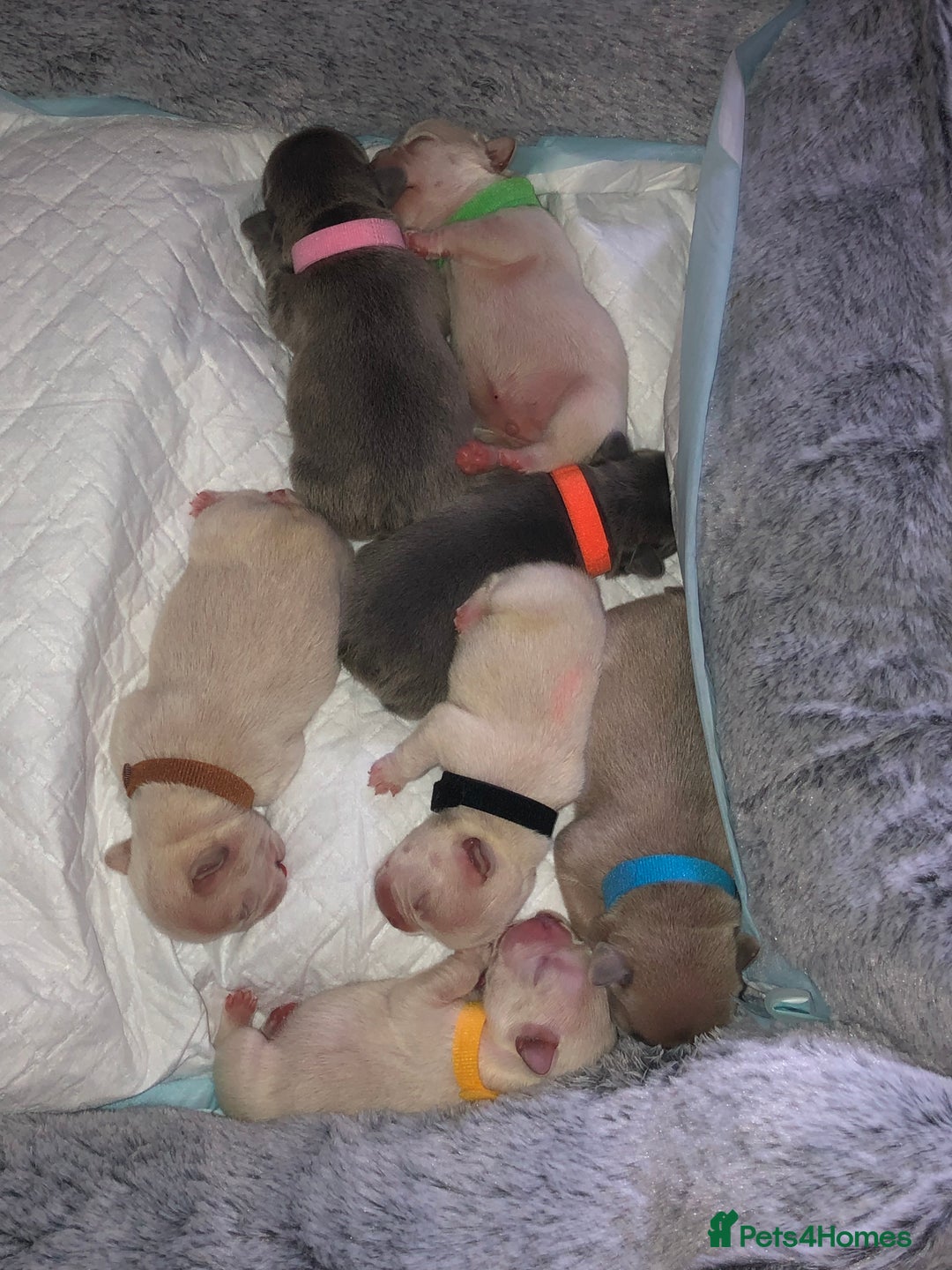 French Bulldog dogs for sale: French bulldog puppies in Manchester - Image 2