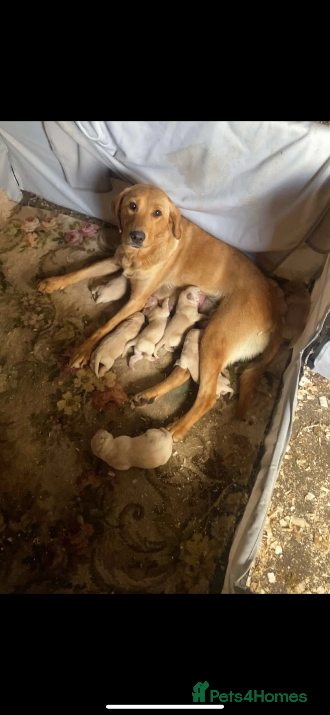 Labrador Retriever dogs for sale: Gorgeous Fox red Labrador puppies for sale ✨✨ - Advert 18