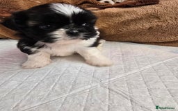 Shih Tzu dogs for sale: Hi my name is Maria  - Image 6