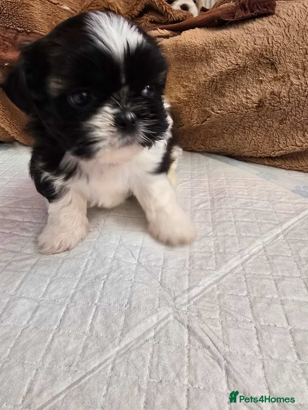 Shih Tzu dogs for sale: Hi my name is Maria  - Image 6
