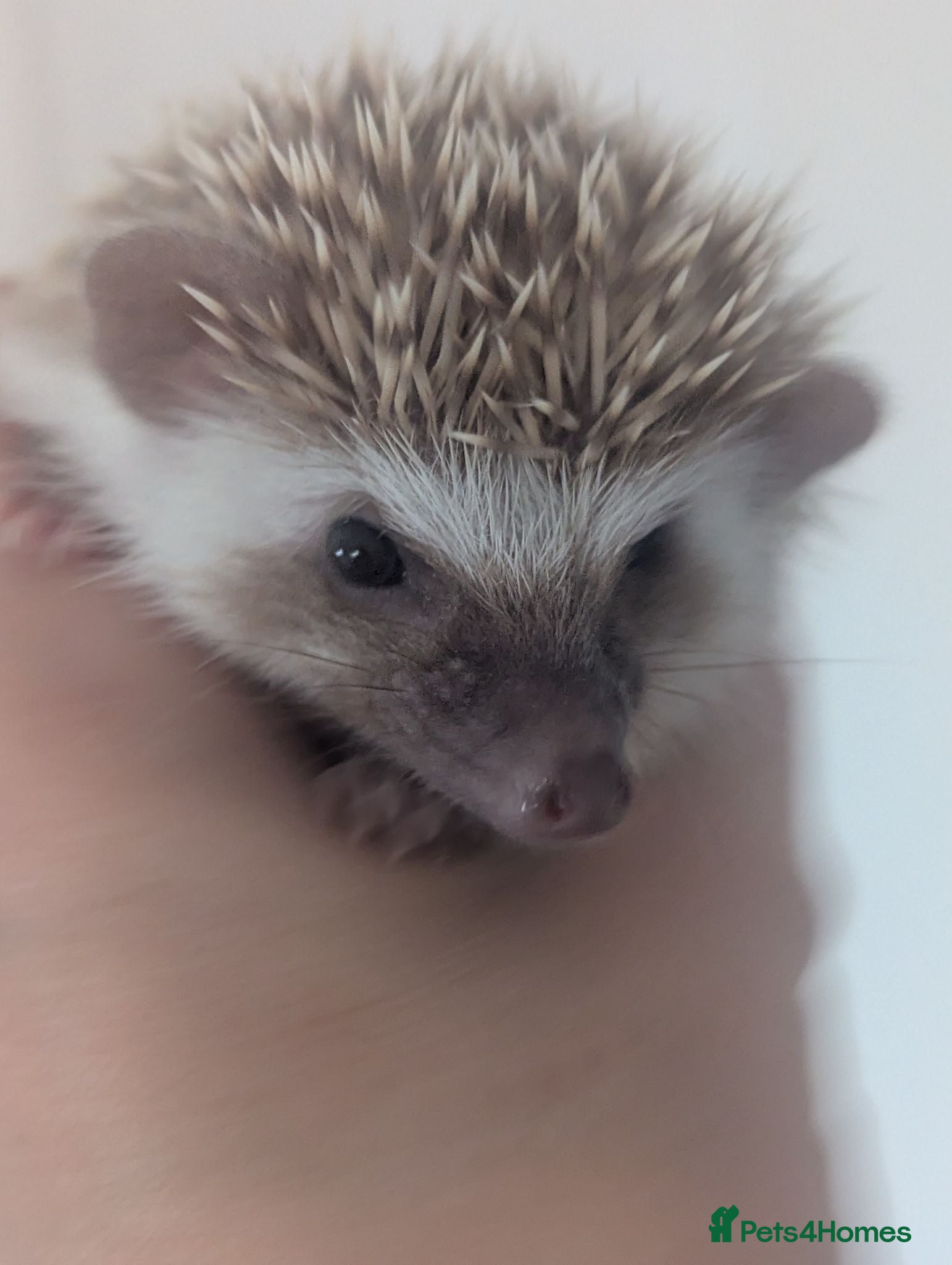 Pygmy Hedgehog rodents 1 Cute hoglet Ready Now. More to Reserve  - Advert 1