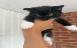 Mixed Breed cats for sale: Beautiful kittens for sale - Image 10