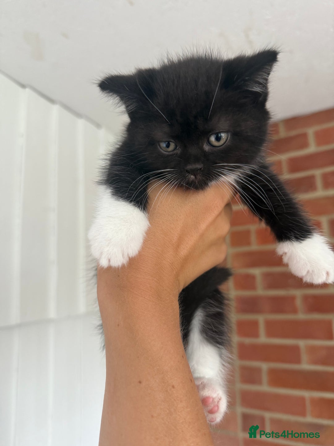 Mixed Breed cats for sale: Beautiful kittens for sale - Image 10
