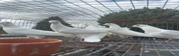 Pigeons birds for sale: Malwai pigeon in Wolverhampton - Advert 3