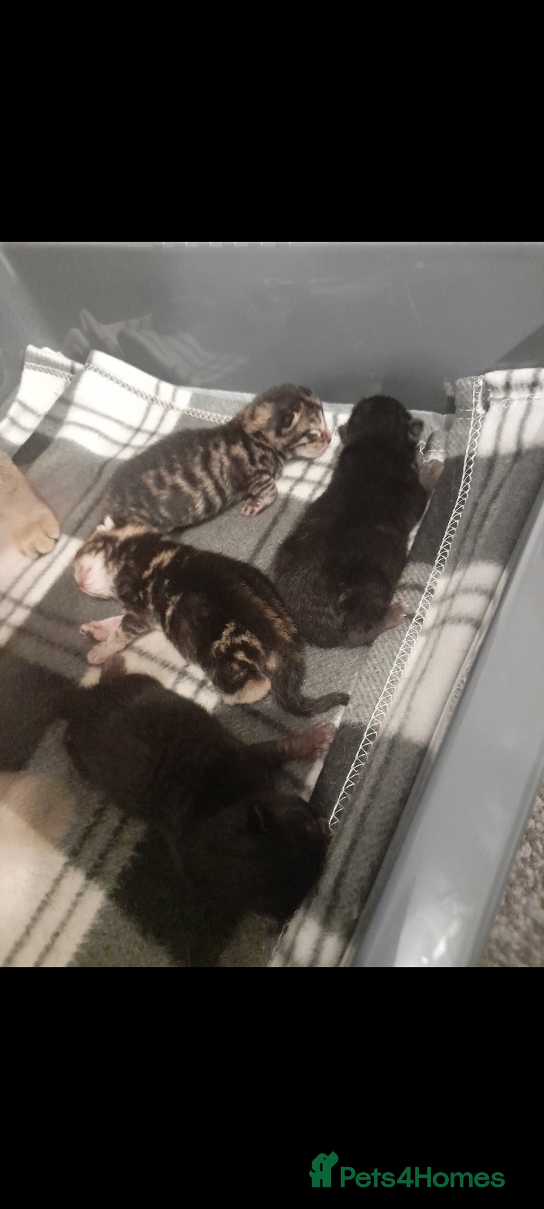 Mixed Breed cats for sale: 3 beautiful kittens left - Image 3