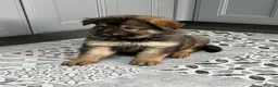 German Shepherd dogs for sale: Gorgeous German Shepherd puppies  - Advert 15