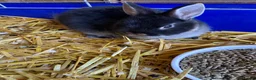 Mixed Breed rabbits for sale: Beautiful baby bunnies  - Advert 3