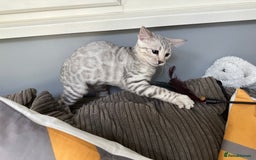 Bengal cats for sale: Beautiful soft silver girl TICA reg - Image 4