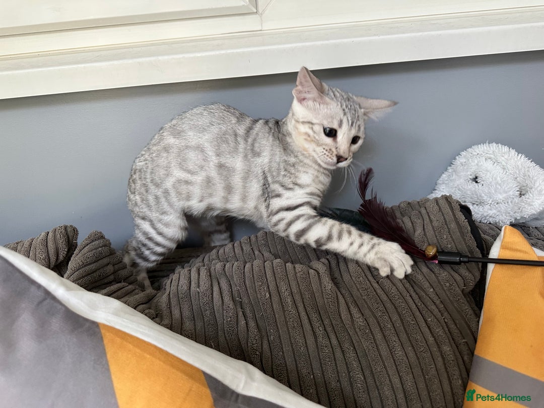 Bengal cats for sale: Beautiful soft silver girl TICA reg - Image 4