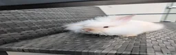 Lionhead rabbits for sale: Double Maned Lionheads for sale - Advert 4