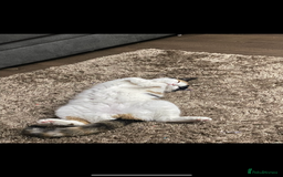 Mixed Breed cats for sale: Loving home wanted for gorgeous cat **free** - Image 4