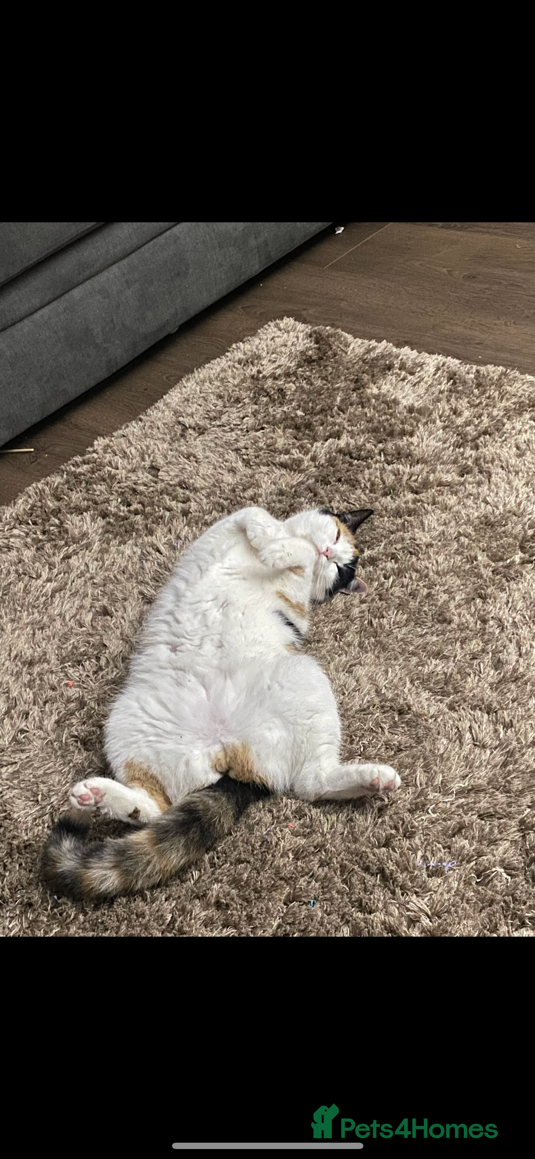 Mixed Breed cats for sale: Loving home wanted for gorgeous cat **free** - Image 4