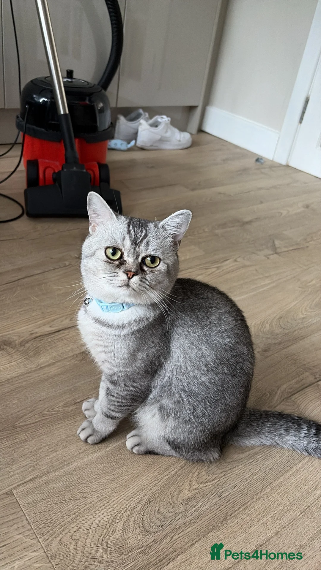 British Shorthair cats for sale: British shorthair x Russian blue kittens in Poole - Advert 2