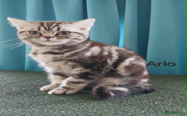 British Shorthair cats - Advert 2