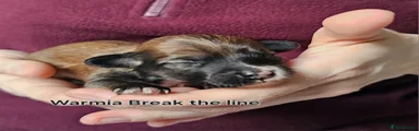 Warmia Break the line 