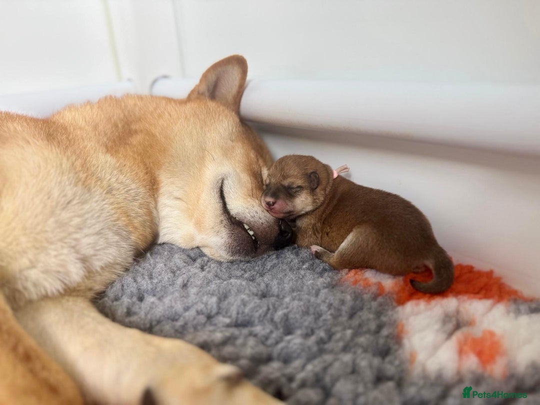Japanese Shiba Inu dogs for sale: Outstanding Shiba Inu Puppies - Image 4