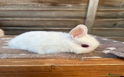 Netherland Dwarf rabbits for sale: Gorgeous Netherland dwarf bunnies  - Image 6