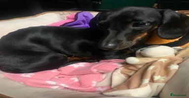 Miniature Dachshund dogs - Advert 16