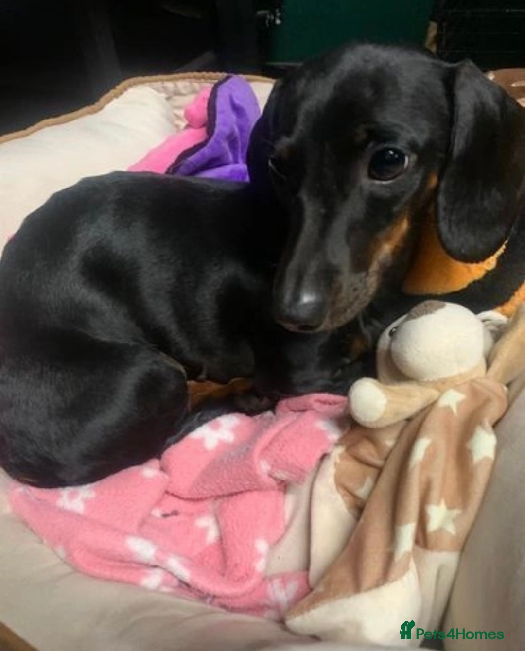 Miniature Dachshund dogs for sale: 🌸 Beautiful Black & Tan Miniature Dachshund 🌸 - Image 3