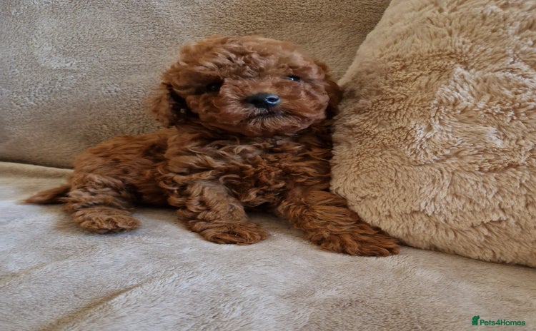 Cockapoo dogs for sale in Harrogate - Advert 3