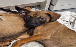 Belgian Shepherd Dog dogs for sale: Belgian malinois puppies  - Image 4