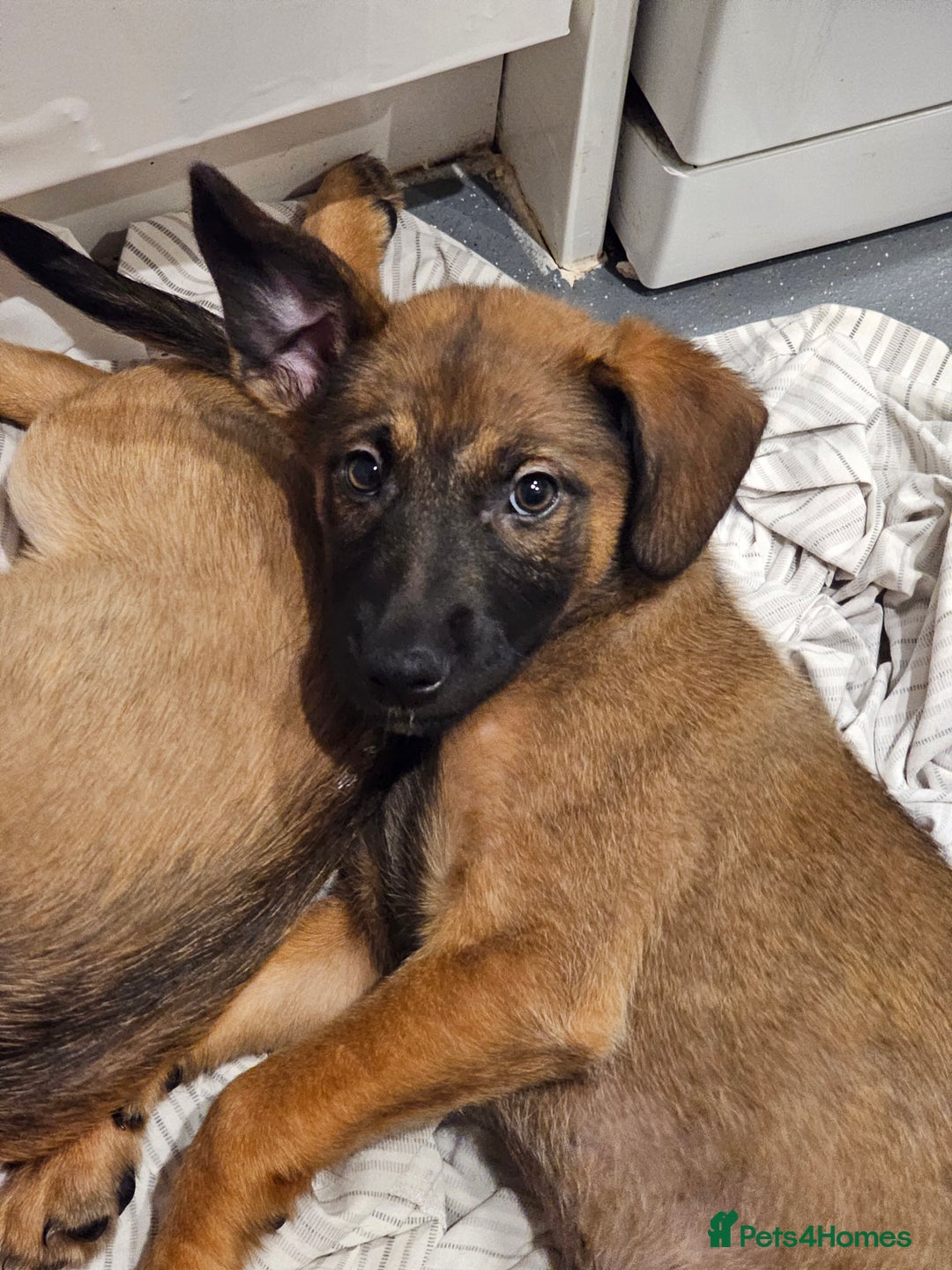 Belgian Shepherd Dog dogs for sale: Belgian malinois puppies  - Image 4