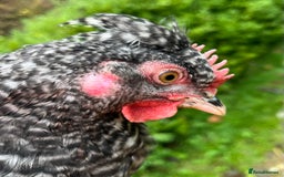 Chickens poultry for sale: Aracana hybrid green egg layers chickens - Image 9