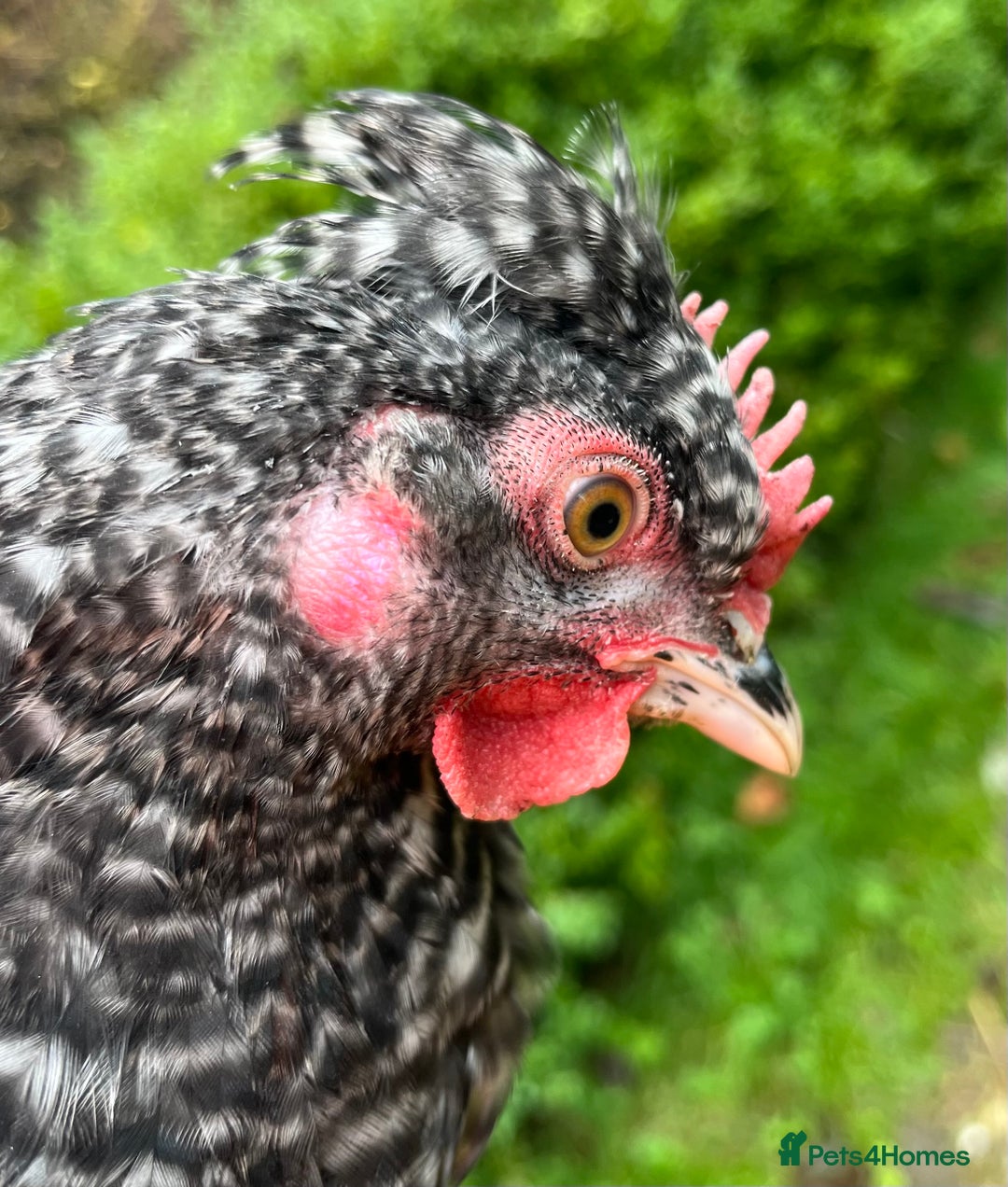 Chickens poultry for sale: Aracana hybrid green egg layers chickens - Image 9