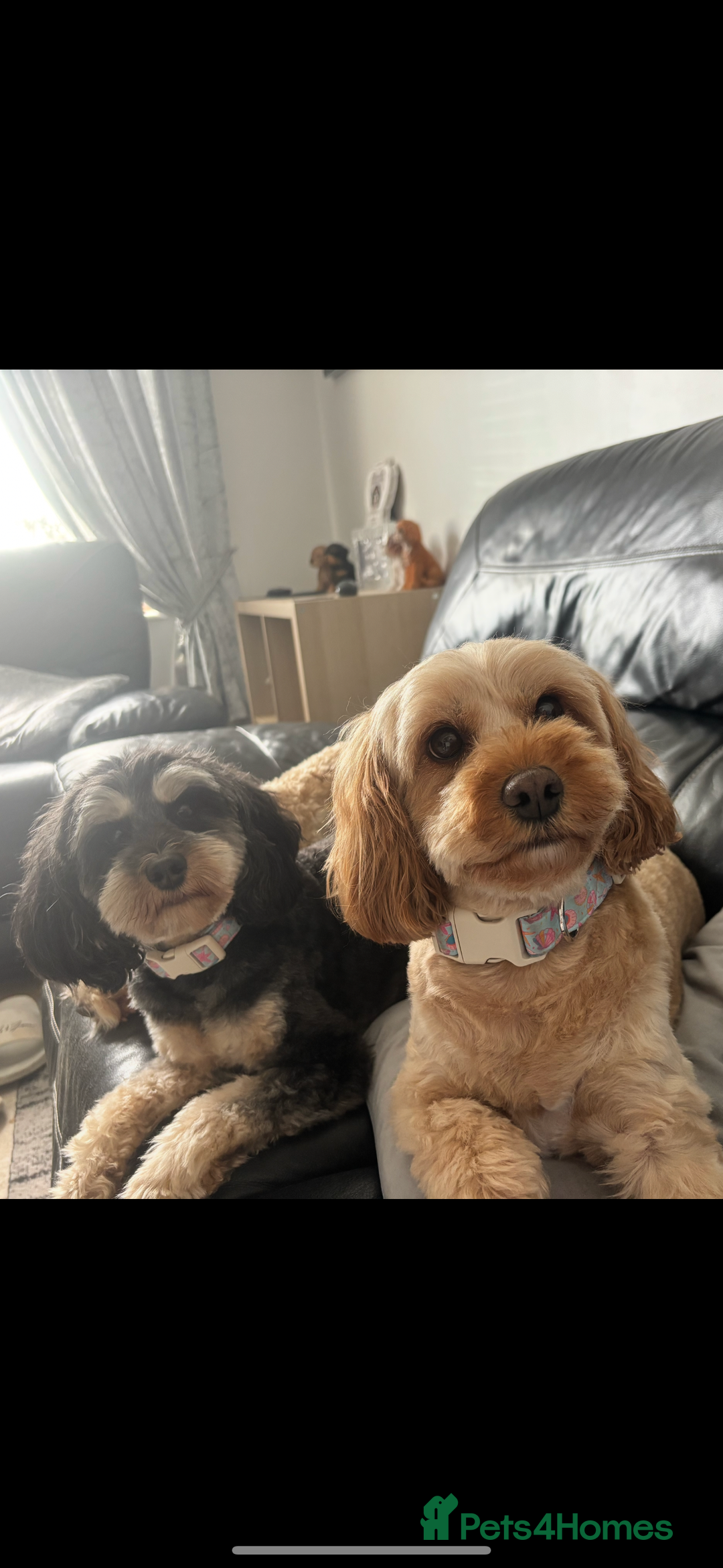 Cavapoo dogs for sale: Beautiful Black Phantom F1bb girl cavapoo - Image 9