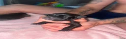 Cane Corso dogs for sale: Full breed cane corso puppies in Ashton-under-Lyne - Advert 13