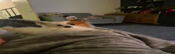 Pomeranian dogs for sale: 2 girls from the same breed - Advert 3