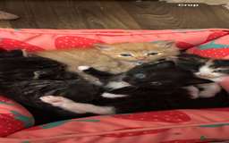 Mixed Breed cats for sale: Kittens  - Image 1