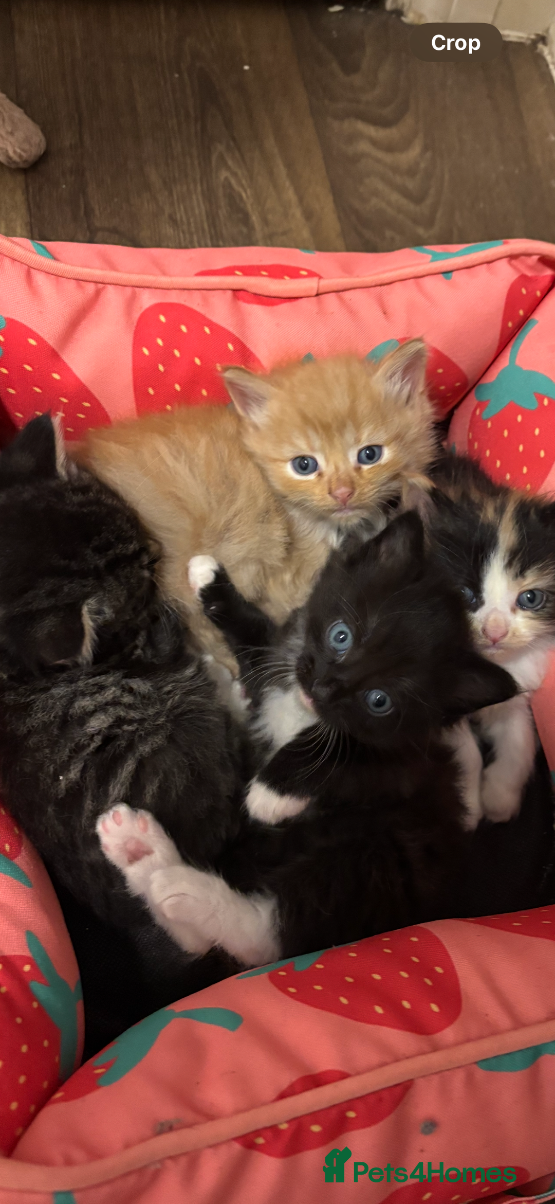 Mixed Breed cats for sale: Kittens  - Image 1