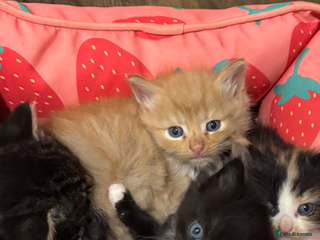 Mixed Breed cats for sale - Advert 1