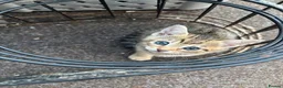 Bengal cats for sale: Beautiful bengal mix British short hair  Mainecoon - Advert 21