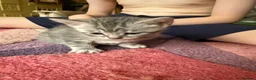 British Shorthair cats for sale: 4 beautiful British shorthair mixes.  - Advert 4