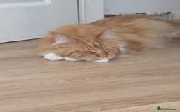 Maine Coon cats for sale: Bob The Cat 🐱 Maine Coon for sale! - Image 9