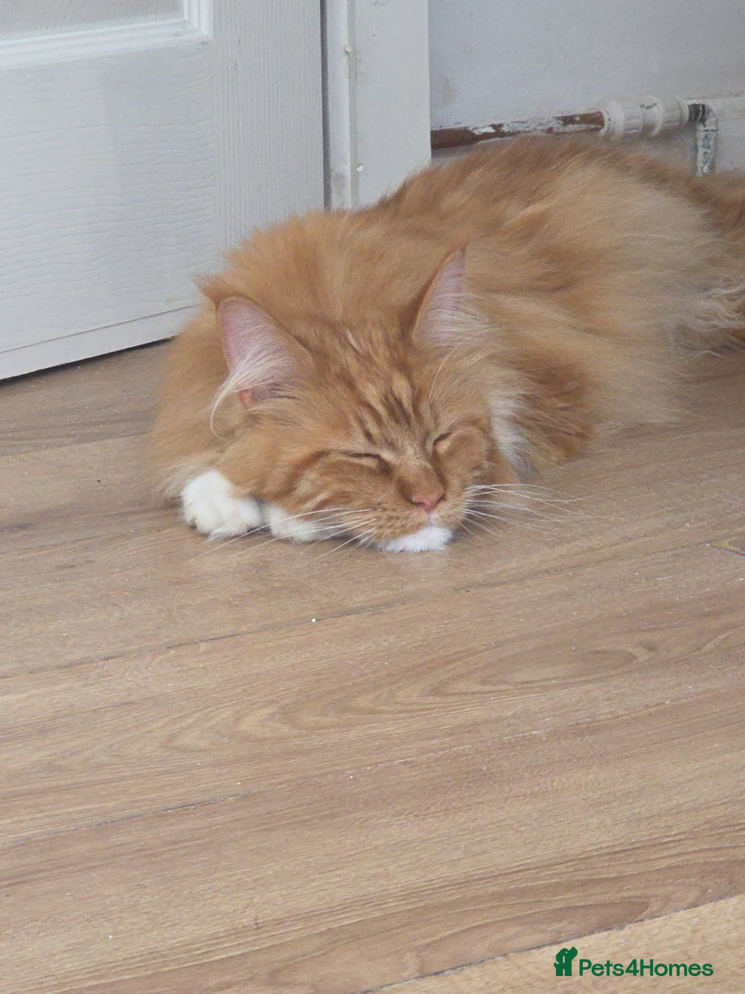 Maine Coon cats for sale: Bob The Cat 🐱 Maine Coon for sale! - Image 9