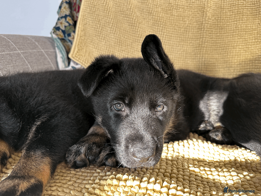 German Shepherd dogs for sale: ONE EXCLUSIVE FEMALE GSD PUP, HOME RARED AND BRED. - Advert 25